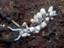 Phyllodesmium sp. 2