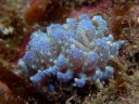 Phyllodesmium crypticum