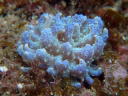 Phyllodesmium crypticum