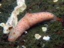 Gymnodoris alba