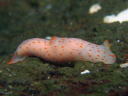 Gymnodoris alba