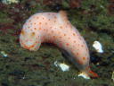 Gymnodoris alba