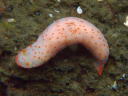 Gymnodoris alba