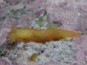 Gymnodoris citrina