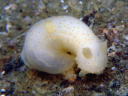 Gymnodoris citrina