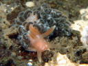 Spurilla chromosoma