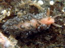 Spurilla chromosoma