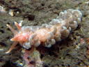 Spurilla chromosoma