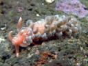 Spurilla chromosoma