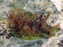 Aplysia oculifera