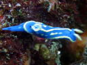 Hypselodoris festiva