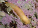 Gymnodoris citrina