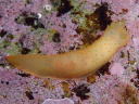 Gymnodoris citrina