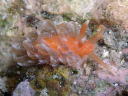 Spurilla chromosoma