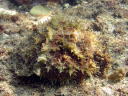 Dolabella auricularia