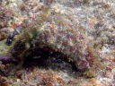 Dolabella auricularia