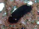 Dendrodoris fumata