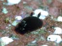 Dendrodoris fumata