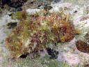 Dolabella auricularia