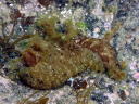 Aplysia oculifera