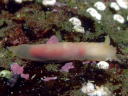 Gymnodoris citrina