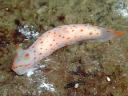 Gymnodoris alba