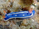 Hypselodoris festiva