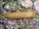 Gymnodoris citrina