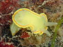 Diaphorodoris mitsuii