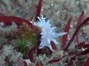 Okenia japonica