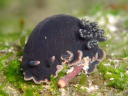 Dendrodoris fumata