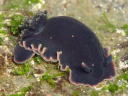 Dendrodoris fumata