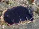 Dendrodoris fumata