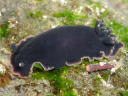 Dendrodoris fumata