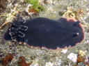 Dendrodoris fumata