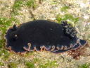 Dendrodoris fumata