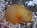 Gymnodoris citrina