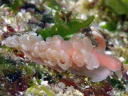 Spurilla chromosoma