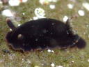 Dendrodoris fumata