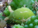 Oxynoe viridis