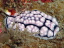 Phyllidiella pustulosa