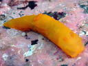 Gymnodoris inornata