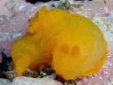 Gymnodoris inornata