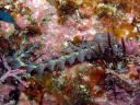 Pteraeolidia ianthina