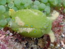 Oxynoe viridis