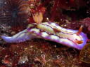 Hypselodoris krakatoa