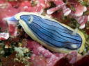 Chromodoris sp. 3