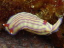 Hypselodoris whitei