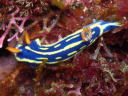 Hypselodoris festiva