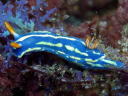 Hypselodoris festiva